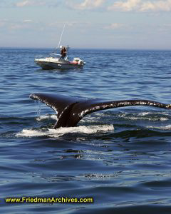 Whale Tail and Boat