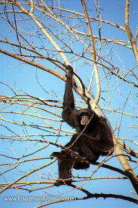 baboon,monkey,hanging around,tree,blue,sky,nashville,good light