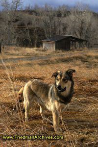 faithful,dog,field,backyard,hunting,yellow,grass,shed