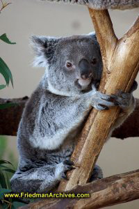 animal,australia,quantus,koala,tree,icon