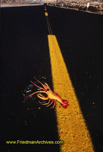 lobster,asphalt,road,black,yellow,minolta,XE-7,camera,