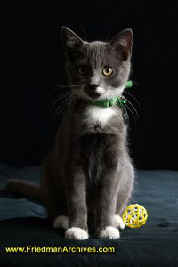 cat,pet,black,kitten,sitting,portrait,studio,attention,ball,toy