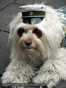 sunglasses,hat,dog,sitting,poleizi,germany,