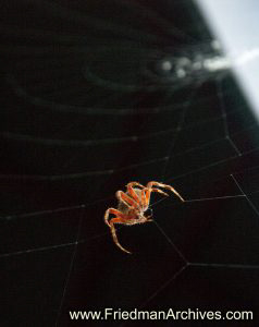 spider,web,black,nature,macro,
