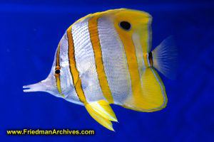 fish,tank,blue,water,yellow,white,pet,hobby,ocean
