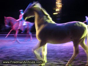 horse,circus,performance,prancing,trot,gallop,canter,